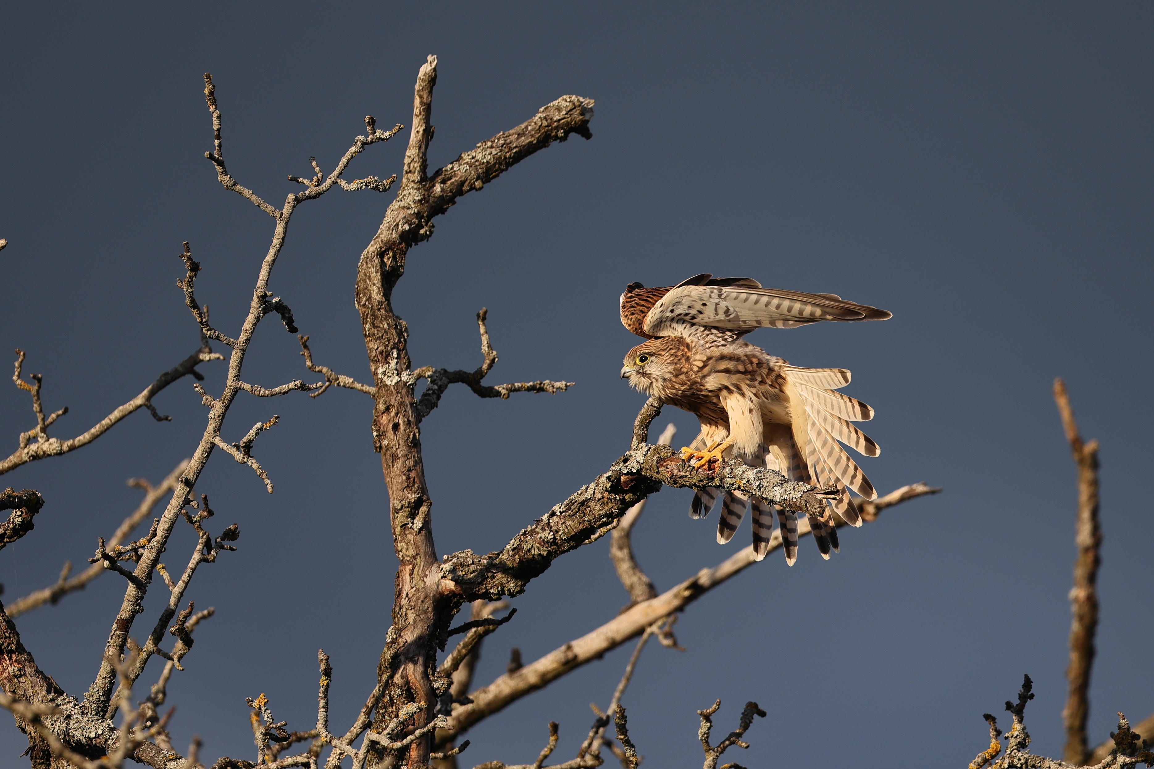 Falco tinnunculus   Turmfalke   0224